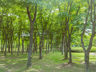 Obraz premium Road, path deep in the forest .