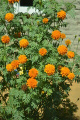 Detail of an ornamental plant named Tagetes Erecta. In Indonesia Called 