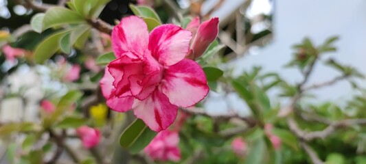 Close up of Impala lily or pink gonna flowers in the garden