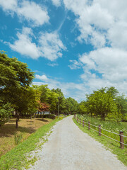 Walkway Lane Path With Green Trees in Forest.