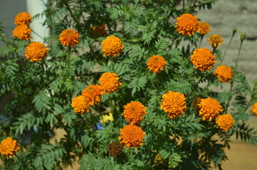 Detail of an ornamental plant named Tagetes Erecta. In Indonesia Called "Bunga Tutup Botol"