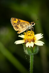 Beautiful Moth On White Flower