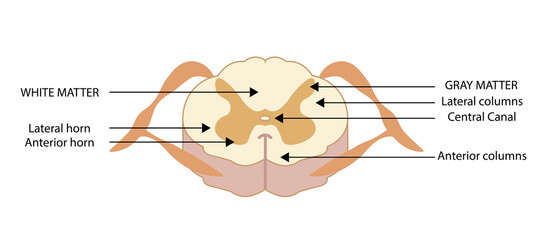 Spinal cord illustration, cross section. Anatomy structure  - obrazy, fototapety, plakaty