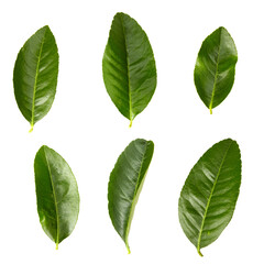 Lemon leaf isolated on white background