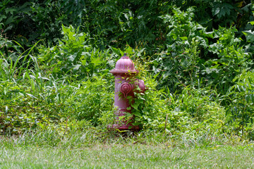 Fire Hydrant in the Woods
