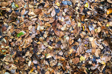 The fallen leaves are piled up and decomposed in the forest.