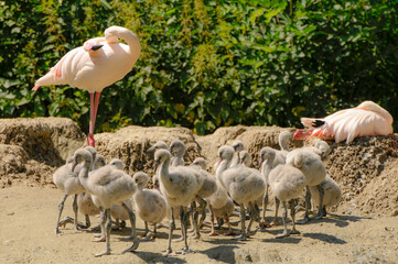 group of pink flamingos
