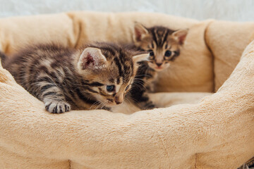 Closee-up little bengal kittens on the cat's pillow