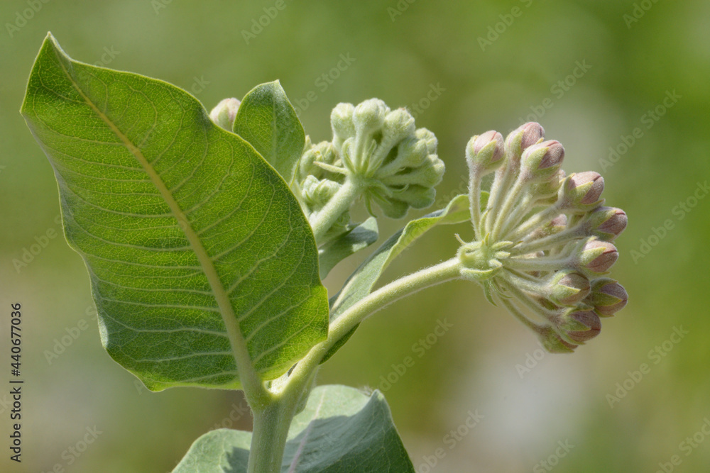 Wall mural springtime showy milkweed or asclepias speciosa buds and leaves against green nature background