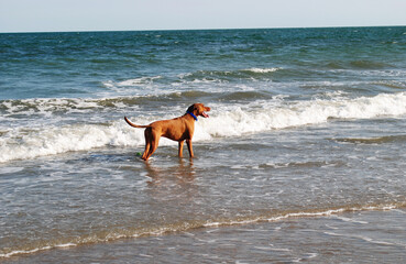 A dog standing in the surf