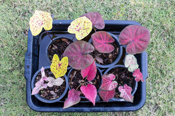 Many species of caladium with different leaf color characteristics are placed in a litter box.