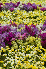 Obraz premium The name of these flowers is Linaria and Pansies.