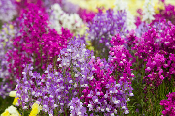 Obraz premium These flowers are Linaria. The name of these flowers is Linaria Guppy.