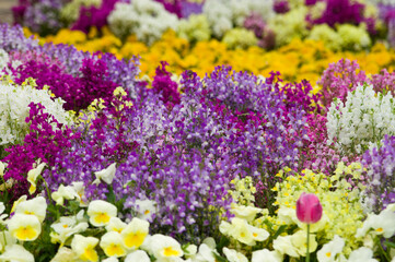 The name of these flowers is Linaria and Pansies.