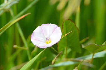 Fototapeta na wymiar Springtime white field bindweed or Convolvulus arvensis trimmed with lavender edges and yellow center 
