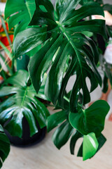 Moisturized Monstera green leaves or Monstera Deliciosa. Philodendron monstera textures.