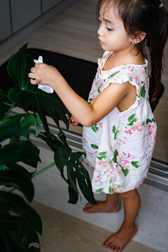 A little girl oiling the houseplant leaves, taking care of plant Monstera using a cotton sheet. Home gardening.