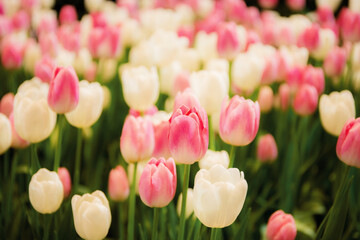 Beautiful of tulip in park.