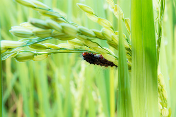 Black worm on ears of rice.