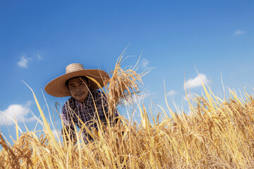 Farmers harvesting rice with blue sky.