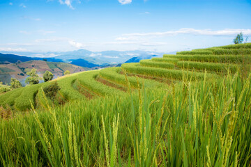 Field of rice on mountain.