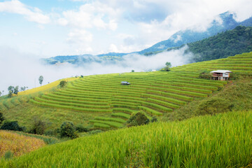 Field rice on mountain with cloud.