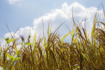 Golden ears on rice fields.