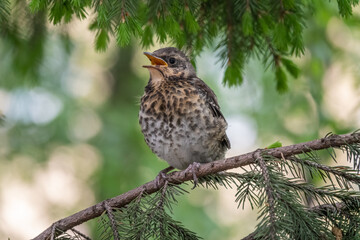 A fieldfare chick, Turdus pilaris, has left the nest and is sitting on a branch. A chick of...