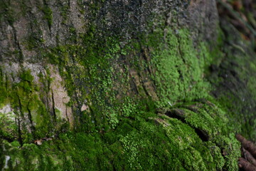 Small plants on big woods