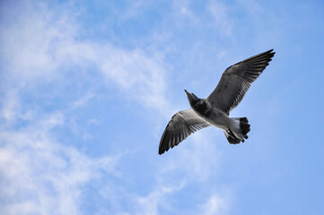 seagull flying in the sky