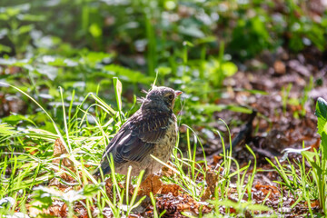 A fieldfare chick, Turdus pilaris, has left the nest and sitting on the spring lawn. A fieldfare chick sits on the ground and waits for food from its parents.