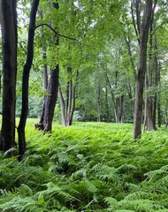Fern in Pennsylvania Woodlands