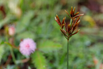 grass, focus, blurry background