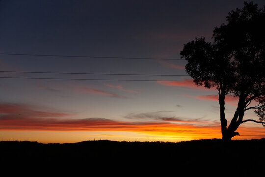 Silhouette Of Tree In Landscape With Powerlines At Dusk