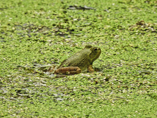 Frog in a Pond: A bullfrog sits at the water's edge of a duckweed covered pond on a summer day