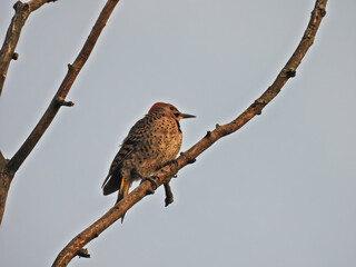 Woodpecker at Dawn: A Northern flicker woodpecker in the early morning sunrise perched on a tree branch