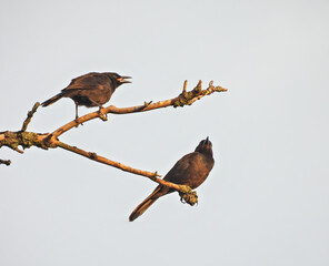 Blackbirds Perched on Tree Branch: Two blackbirds perched on the fork of a dead tree branch on a clear summer day
