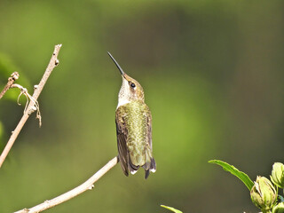 Hummingbird on a Branch: A ruby-throated hummingbird stretches here neck while perched on a tree branch