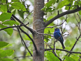 Indigo Bunting Bird in Forest: A brilliant blue Indigo bunting bird singing while perched on a tree in a dense and green forest on summer day