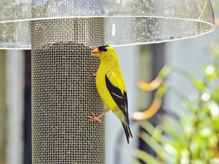 Finch Bird on a Feeder: A male American goldfinch feeds from a feeder on a sunny summer day