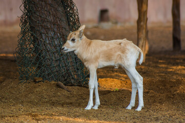 white antelope