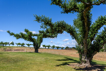 Old apple trees in an apple orchard in Eastern Washington, early season with apples just beginning...