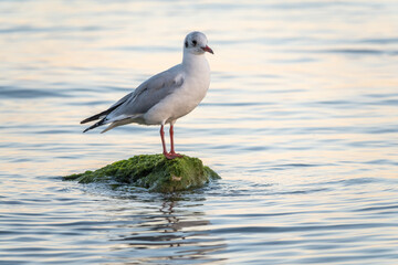 Seagull sits on stone cliff at the sea shore