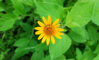 Flor amarilla anaranjada