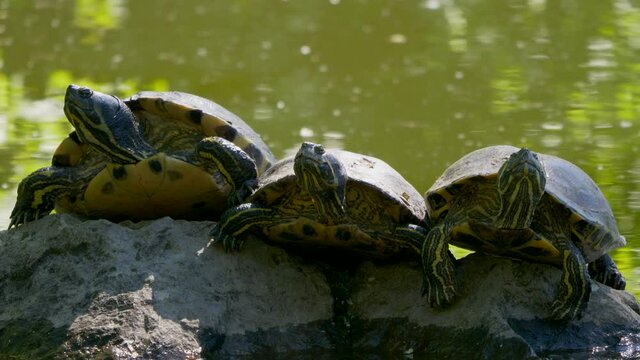 Close up shot showing group of resting turtles on rock in front of naturel lake during hot summer day
