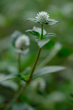 close up of weeds. weeds grow as wild shrubs on the ground. This image is suitable for background or wallpaper. macro photography. wild grass flowers. alternanthera philoxeroides is Alligator weed