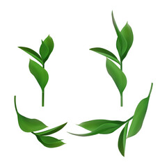 Leaves and branches of an evergreen plant isolated on white background. Vector illustration.