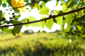 green leaves in summer evening