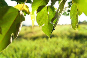 green leaves in summer evening