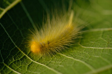 yellow caterpillar is crawling on the surface of teak leaves.